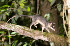 Gray Four-Eyed Opossum photo 2