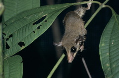 Marmosa murina