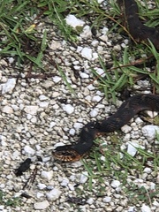 Nerodia fasciata