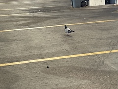 Columba livia domestica