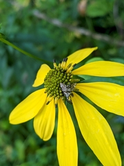 Petrophila fulicalis