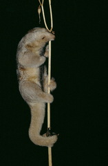Cyclopes didactylus