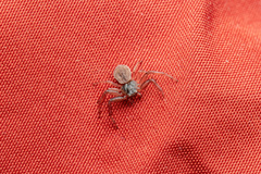 Coriarachne depressa