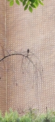 Contopus fumigatus