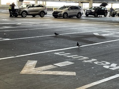 Columba livia domestica