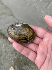 Atlanticoncha ochracea