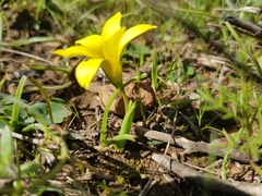 Moraea galaxia