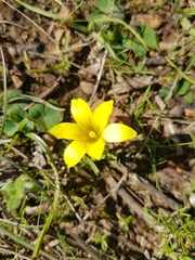 Moraea galaxia