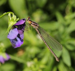 Erythromma viridulum