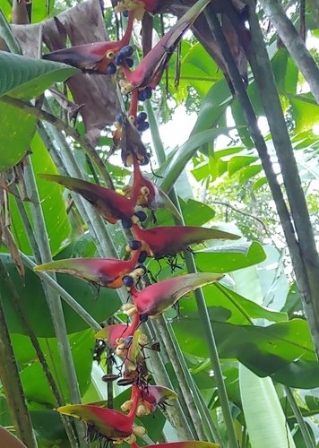 Image of Heliconia platystachys by no rights reserved