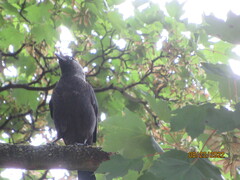 Corvus monedula