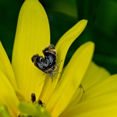 Prochoreutis inflatella