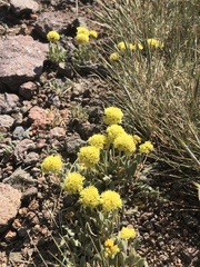Eriogonum rosense