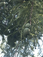 Taxodium distichum