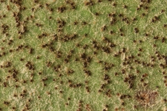 Podosphaera balsaminae