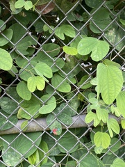 Thonalmus chevrolati