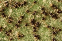 Podosphaera balsaminae