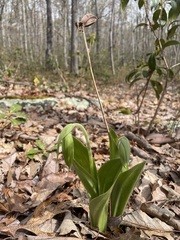 Cypripedium acaule