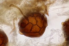 Podosphaera balsaminae