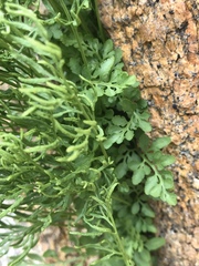 Cryptogramma cascadensis