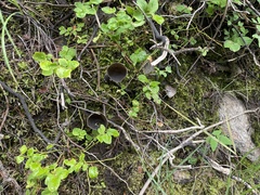 Dissingia leucomelaena