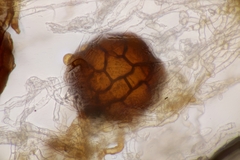 Podosphaera balsaminae