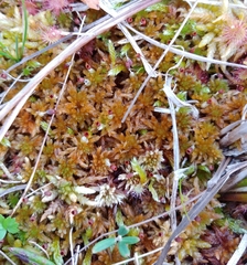 Sphagnum subfulvum