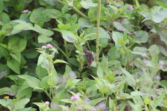 Septoria polygonorum