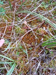 Sphagnum subfulvum