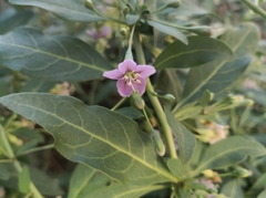 Lycium barbarum