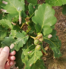 Quercus × rosacea