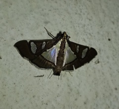 Glyphodes actorionalis