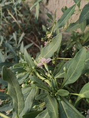 Lycium barbarum