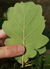 Quercus × rosacea