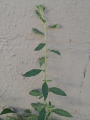 Lycium barbarum