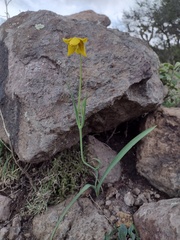 Calochortus barbatus