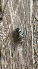 Phidippus borealis