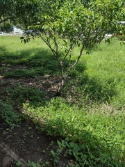 Ficus benjamina benjamina