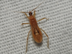 Oncerotrachelus pallidus