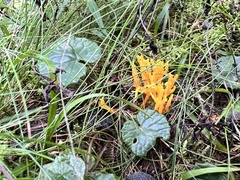 Calocera