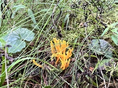 Calocera