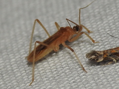 Oncerotrachelus pallidus