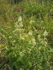 Galium mollugo