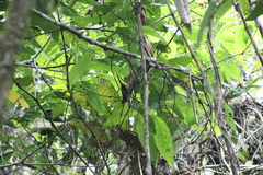 Anabacerthia striaticollis