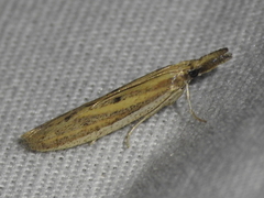 Bandera binotella