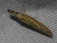 Bandera binotella