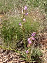 Penstemon jamesii
