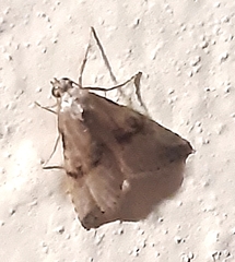 Zebeeba falsalis