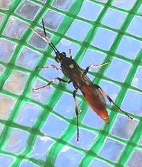 Protichneumon pisorius