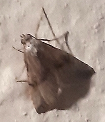 Zebeeba falsalis